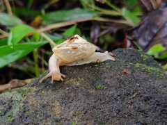 Ariophantidae