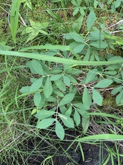 Lonicera villosa