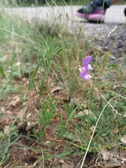 Lathyrus filiformis
