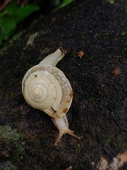 Ariophantidae