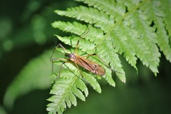 Prionolabis rufibasis