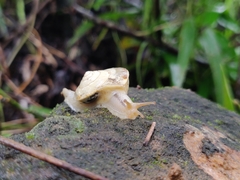 Ariophantidae