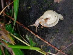 Ariophantidae