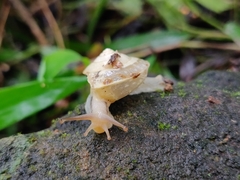 Ariophantidae