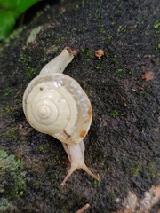 Ariophantidae