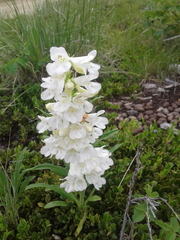 Penstemon glaber