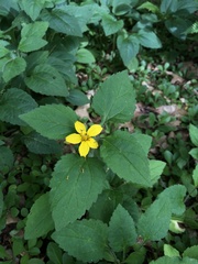 Chrysogonum