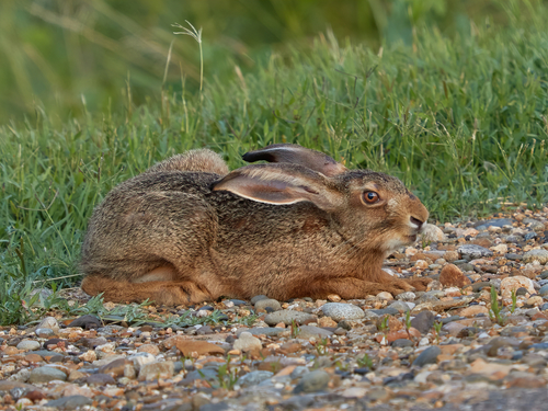 Brown Hare, photo 2 of 9