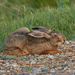 Brown Hare - Photo (c) Kurilin M S, some rights reserved (CC BY-NC), uploaded by Kurilin M S