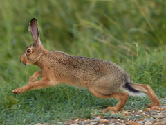 European Hare photo 1
