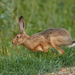 Brown Hare - Photo (c) Kurilin M S, some rights reserved (CC BY-NC)