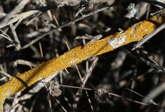 Xanthomendoza oregana