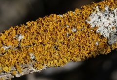 Xanthomendoza oregana