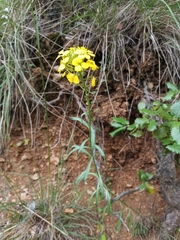 Erysimum duriaei