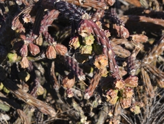 Cylindropuntia thurberi