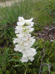 Penstemon glaber