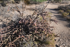 Cylindropuntia thurberi