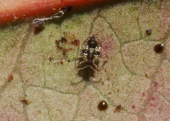 Corythucha incurvata