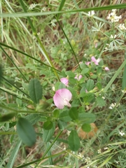 Ononis spinosa antiquorum