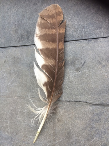 Plume de Chouette hulotte