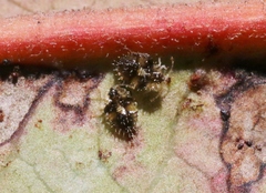 Corythucha incurvata