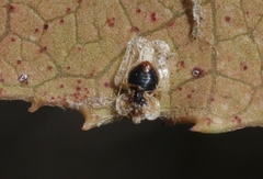 Corythucha incurvata