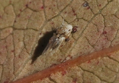 Corythucha incurvata