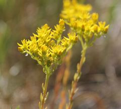 Petrosedum orientale