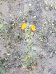 Sphaeralcea orcuttii