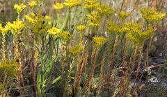 Petrosedum orientale