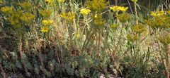 Petrosedum orientale
