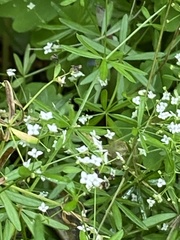 Galium concinnum
