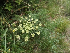 Laserpitium gallicum