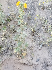 Sphaeralcea orcuttii