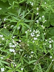 Galium concinnum