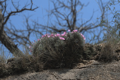 Convolvulus tragacanthoides