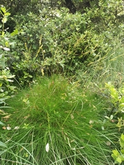 Festuca gautieri