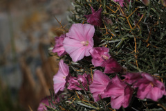 Convolvulus tragacanthoides