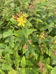 Hypericum inodorum