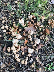 Psathyrella bipellis