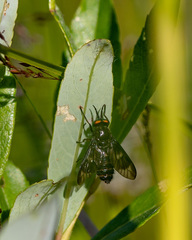 Chrysops rufipes
