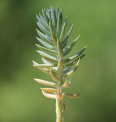Petrosedum orientale
