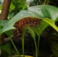 Creatonotos transiens