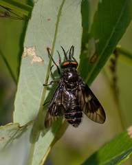 Chrysops rufipes