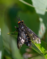 Chrysops rufipes