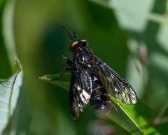 Chrysops rufipes