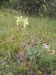 Onosma tricerosperma