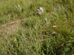 Psephellus trinervius