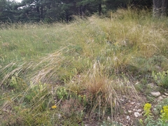 Stipa juncea