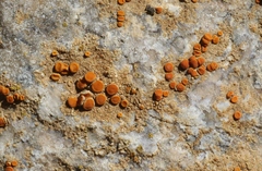 Polycauliona luteominia